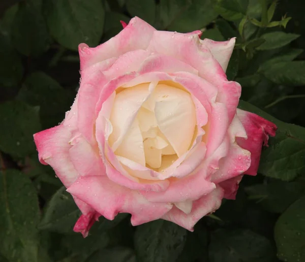 Εξωτερική Closeup Του Ενιαίου Ροζ Και Λευκό Κήπο Αυξήθηκε Σταγόνες — Φωτογραφία Αρχείου