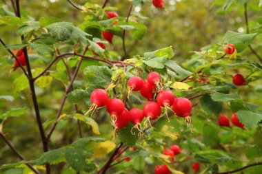 Mavi Dağlar, Oregon 'da yeşil yapraklı dallarda parlak kırmızı gül (Rosa) kalçası