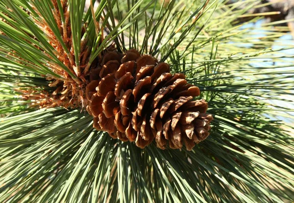 Ponderosa Pine Pinus Ponderosa Cone Blue Mountains Oregon — Stock Photo, Image