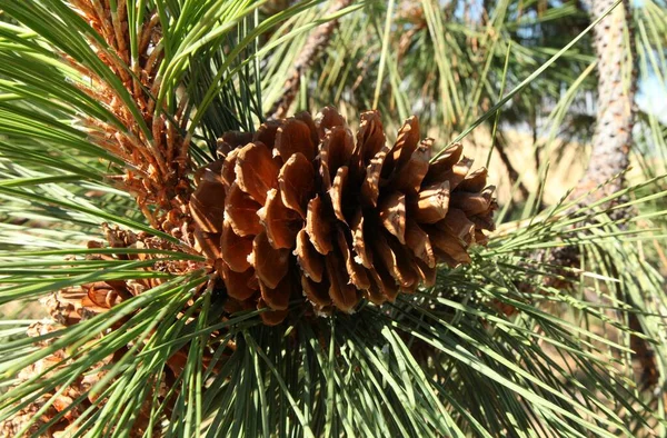 Šiška Borovicová Pinus Ponderosa Blue Mountains Oregon — Stock fotografie