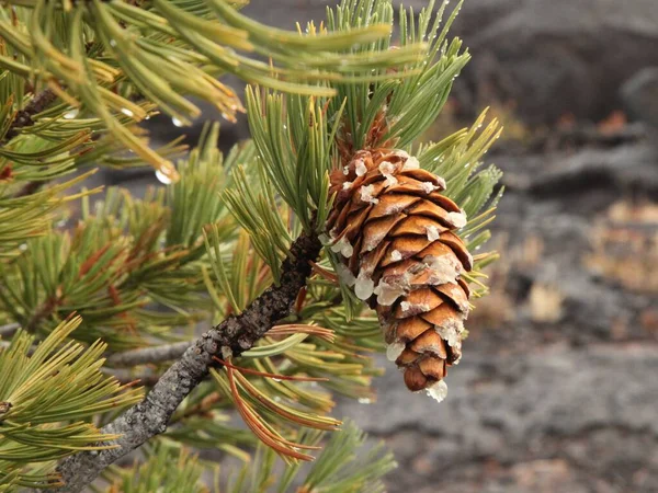 Limber Pine Pinus Flexilis Cone Tree Craters Moon National Monument — Stock fotografie