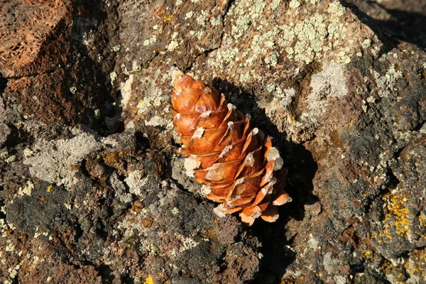Limber Pine Pinus Flexilis Cone Rock Craters Moon National Monument — Foto Stock