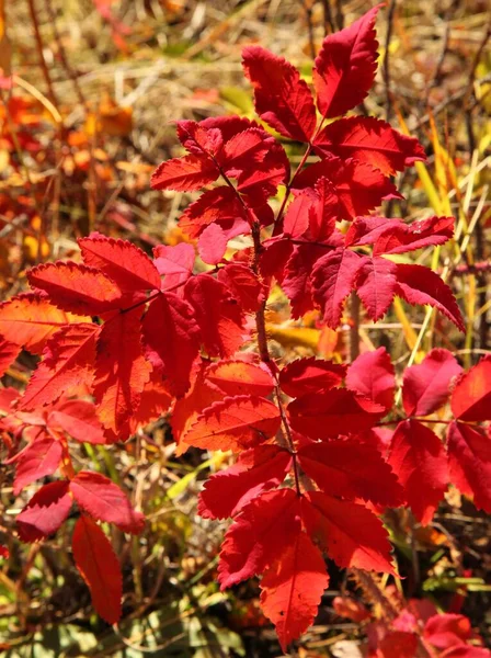 Sol Brillando Sobre Las Hojas Rojas Otoño Otoño Una Planta — Foto de Stock