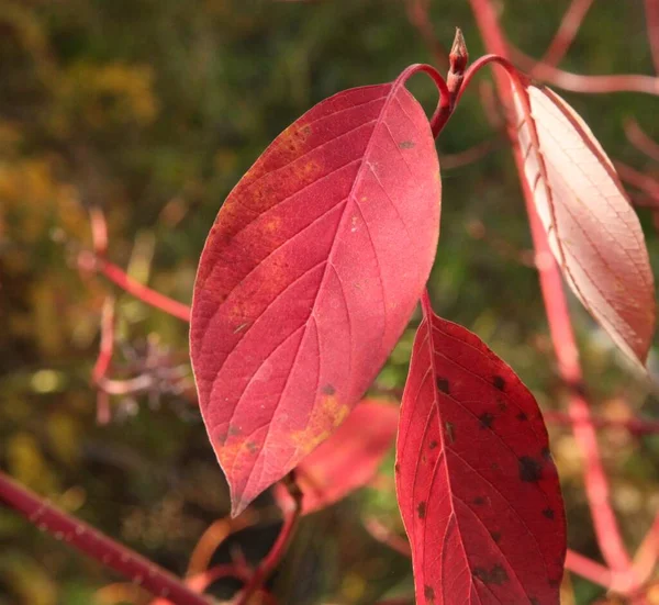 Autumn Leaves Red Osier Dogwood Cornus Sericea Beartooth Mountains Montana – stockfoto