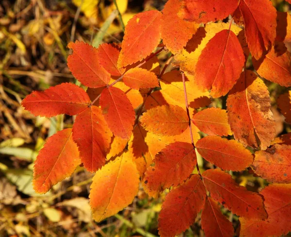 Hojas Otoño Naranjas Amarillas Beartooth Mountains Montana — Foto de Stock