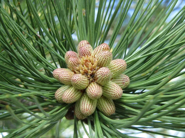 Cluster Ponderosa Pine Pinus Ponderosa Cones Surrounded Long Green Needles — Foto de Stock