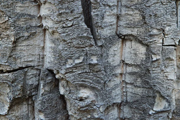 Close Textured Gray Black Cottonwood Populus Trichocarpa Bark Beartooth Mountains — стоковое фото