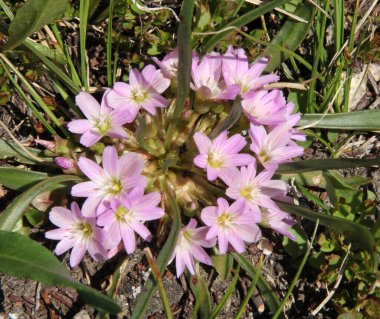 Pygmy Bitterroot (Lewisia pygmaea) pink wildflowers in Beartooth Mountains, Wyoming clipart