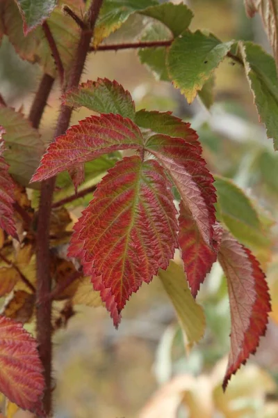 Wild Red Raspberry Rubus Idaeus Strigosus Leaves Yellowstone National Park — Foto de Stock