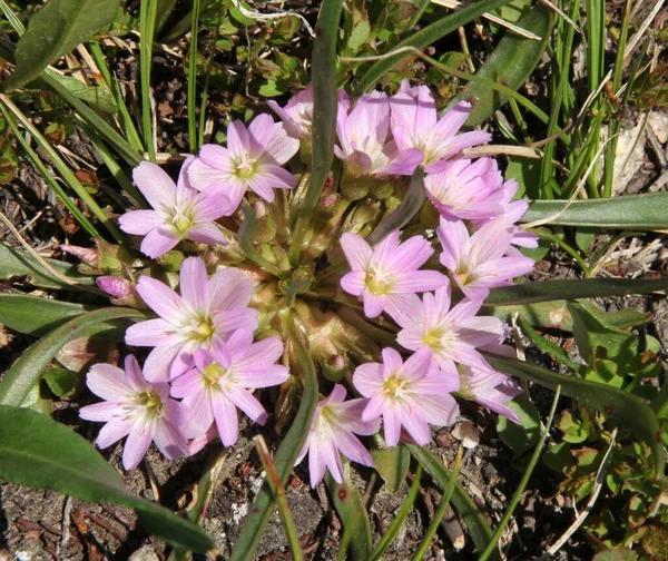 Bitterroot Pigmeo Lewisia Pygmaea Flores Silvestres Color Rosa Beartooth Mountains —  Fotos de Stock