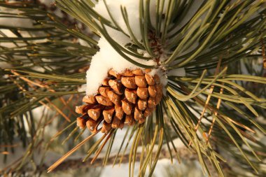Montana 'da bir ağaç dalına taze kar (Pinus) konisi yakın plan