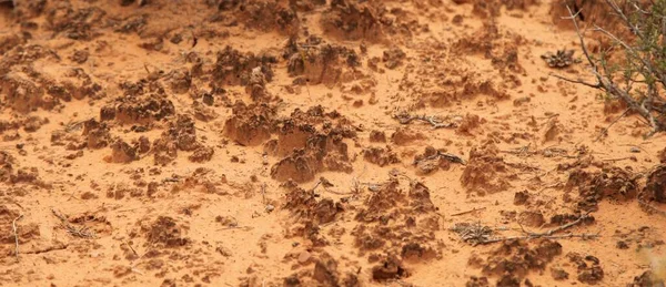 Close Biological Soil Crust Mesa Arch Trail Canyonlands National Park — Foto de Stock