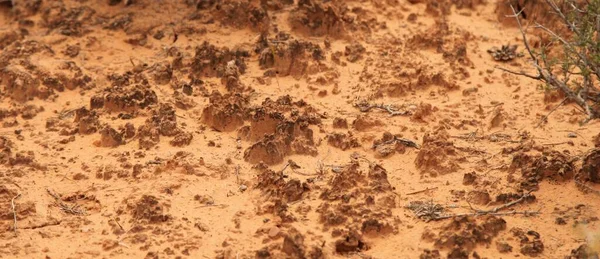 Close Biological Soil Crust Mesa Arch Trail Canyonlands National Park — Stock Photo, Image