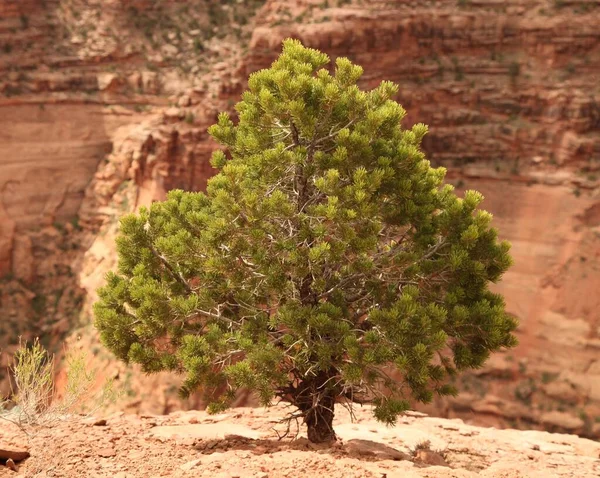 Twee Naalden Pinyon Pinus Edulis Boom Canyonlands National Park Eiland — Stockfoto