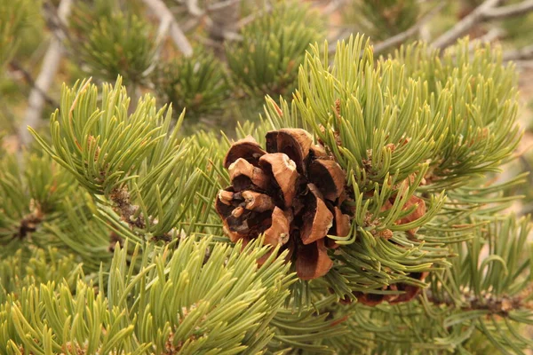 Šiška Borovicová Pinus Edulis Národním Parku Canyonlands Ostrov Okrese Sky — Stock fotografie