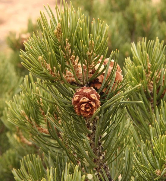 Pinyon Duas Agulhas Pinus Edulis Cone Pinho Parque Nacional Canyonlands — Fotografia de Stock