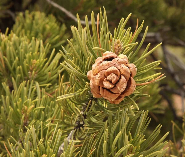 Close Closed Two Needle Pinyon Pinus Edulis Pine Cone Utah — Stock fotografie