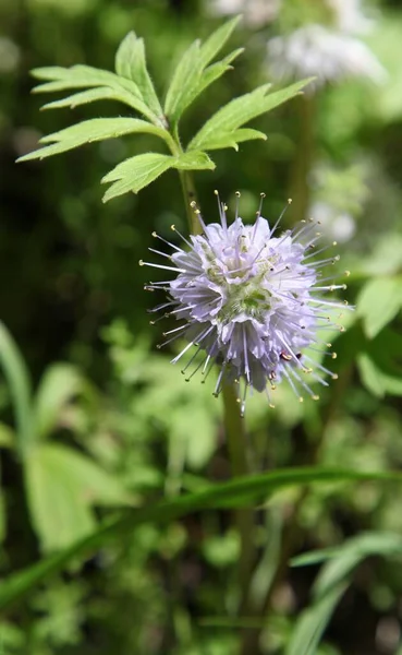 ビッグベルト山脈 モンタナ州 のバルヘッド ウォーターリーフ 水耕栽培 紫色の野花 — ストック写真