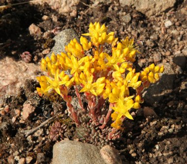 Lance-Leaved Stonecrop (Sedum lanceolatum) yellow succulent wildflowers in Beartooth Mountains, Wyoming