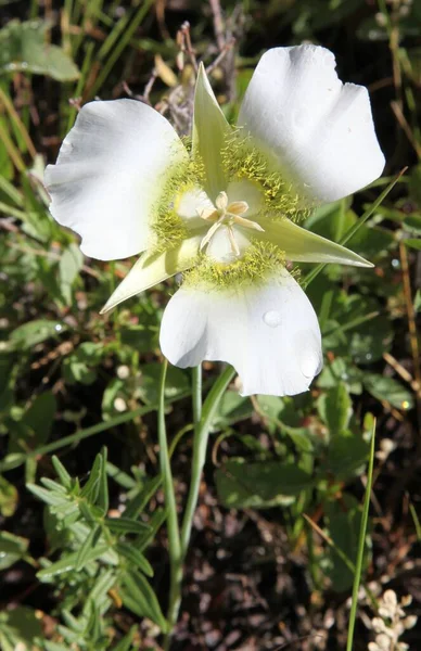 グニソンズ マリポサ リリー Calochortus Gunnisonii モンタナ州のひげの山の白い野花 — ストック写真