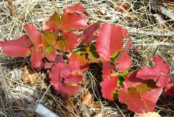 Creeping Oregon Grape Berberis Repens Red Leaves Beartooth Mountains Montana — ストック写真