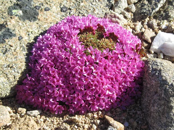 山Douglasia Douglasia Montana ピンクの野の花 — ストック写真