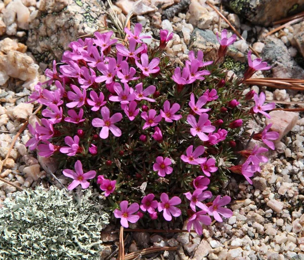 Dağ Douglasia Douglasia Montana Montana Daki Sakaldiş Dağları Nda Kır — Stok fotoğraf