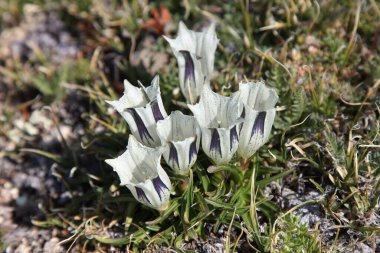 Arctic Gentian (Gentiana algida) white wildflowers in Beartooth Mountains, Montana
