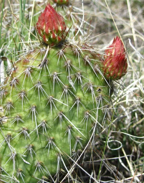 Plains Prickly Pear Opuntia Polyacantha Cactus Terry Badlands Wilderness Study — ストック写真