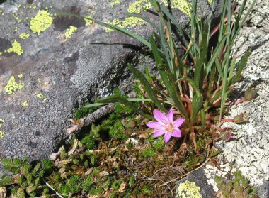 Pigme Bitterroot (Lewisia pigmaea) Montana 'daki Çılgın Dağlar' da pembe kır çiçeği