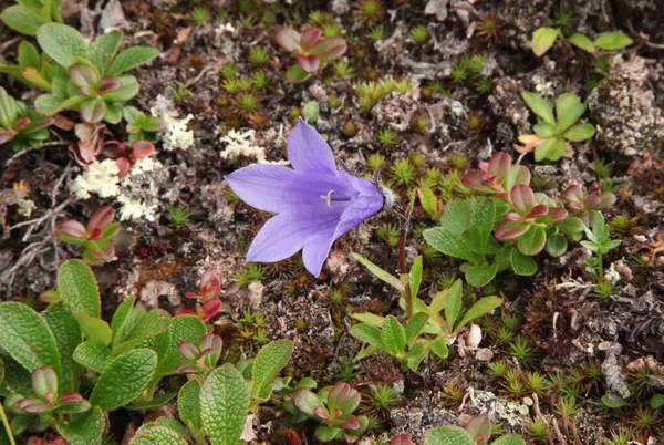 Mountain Harebell Campanula Lasiocarpa Purple Wildflower Denali National Park Preserve — Stock Photo, Image