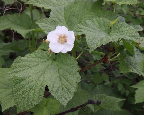 ティンブルベリー Rubus Parviflorus 白い野花を咲かせます — ストック写真