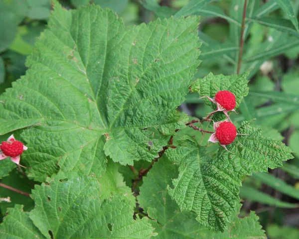 モンタナ州氷河国立公園のティンブルベリー Rubus Parviflorus — ストック写真