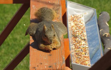 Funny Eastern Fox Squirrel (Sciurus niger) sprawled on a deck railing eating a peanut, beside a bird feeder in Montana