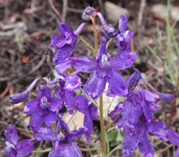 Low Larkspur Delphinium Bicolor Purple Wildflower Beartooth Mountains Montana — Stock Photo, Image