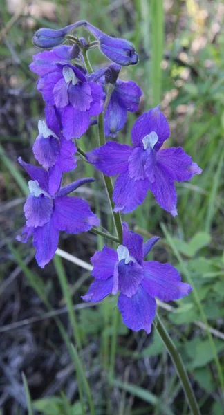 ビッグベルト山脈 モンタナ州 の低ラークスパー デルフィニウム二色 紫色の野花 — ストック写真