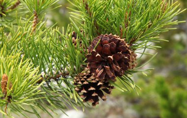 Montanadaki Beartooth Dağları 'ndaki Lodgepole Pine (Pinus contorta) konileri
