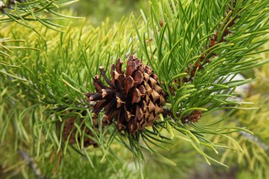 Montanadaki Beartooth Dağları 'nda Lodgepole Pine (Pinus contorta) konisi