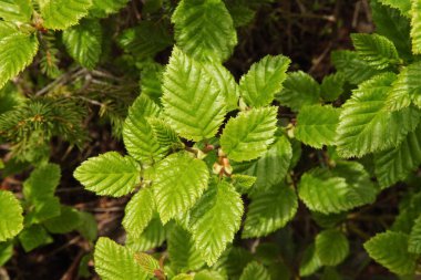 Bright shiny green Alder (Alnus) leaves in Beartooth Mountains, Montana clipart