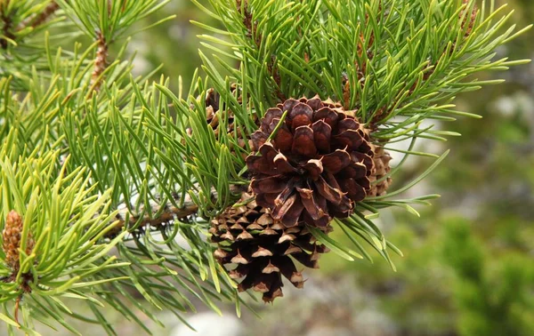 Конуси Lodgepole Pine Pinus Contorta Beartooth Mountains Монтана — стокове фото