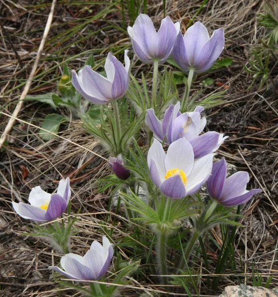 Pasqueflower Anemone Patens Púrpura Flores Silvestres Beartooth Mountains Montana —  Fotos de Stock