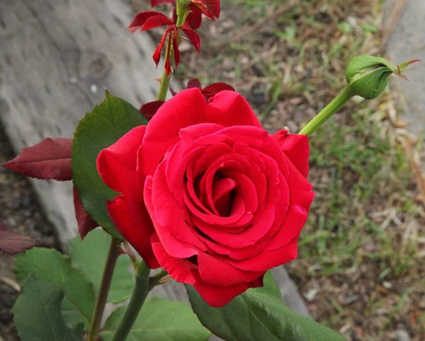 Gros Plan Une Rose Jardin Rouge Rosa Bourgeon Extérieur — Photo