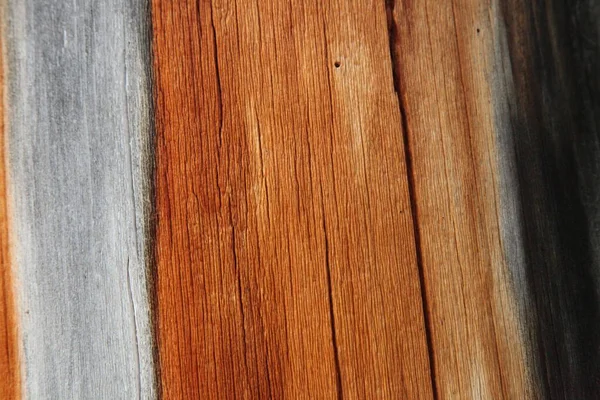 蒙大拿州比尔牙山树干木纹 的特写 — 图库照片
