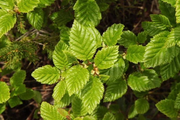 Λαμπερό Λαμπερό Πράσινο Alder Alnus Φύλλα Beartoth Βουνό Μοντάνα — Φωτογραφία Αρχείου