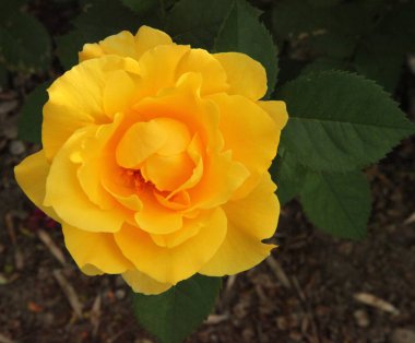 Close-up of single yellow garden rose (Rosa) outside in Montana
