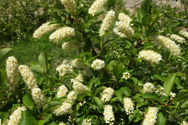 Chokecherry Prunus Virginiana Wildflowers Sluice Boxes State Park Little Belt — Stock Photo, Image