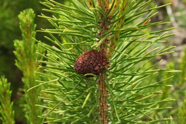 Lodgepole Pine (Pinus contorta), Montana 'daki Beartooth Dağları' ndaki bir ağaçta koni.