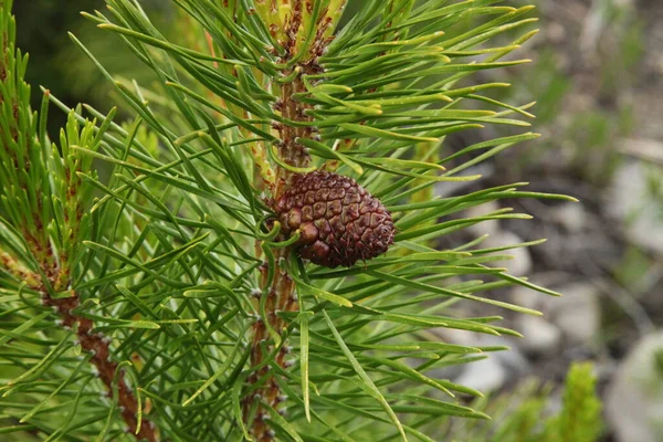 Конус Сосны Pinus Contorta Дереве Горах Беарзуба Монтана — стоковое фото