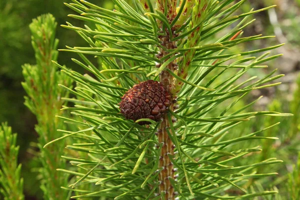 Конус Сосны Pinus Contorta Дереве Горах Беарзуба Монтана — стоковое фото