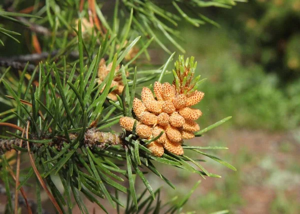 Lodgepole Pine Pinus Contorta Cones Ramo Beartooth Mountains Montana — Fotografia de Stock